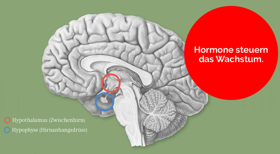 Hormone steuern das Wachstum