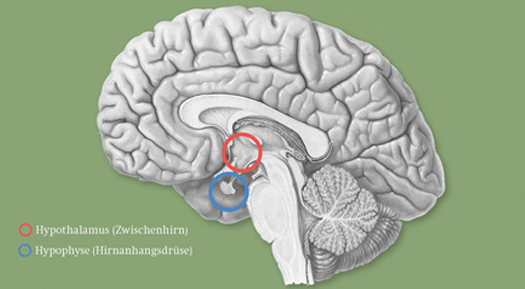 Hypophyse