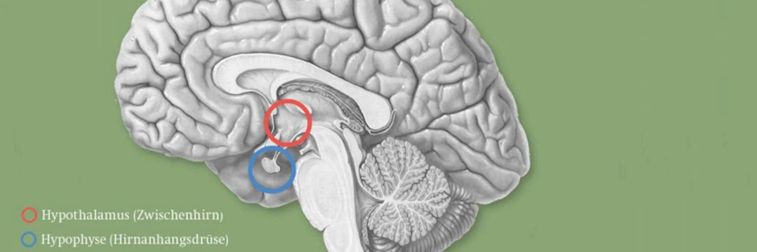 Bild eines Gehirns. Die Hypophyse ist markiert {{brizy_dc_image_alt imageSrc=