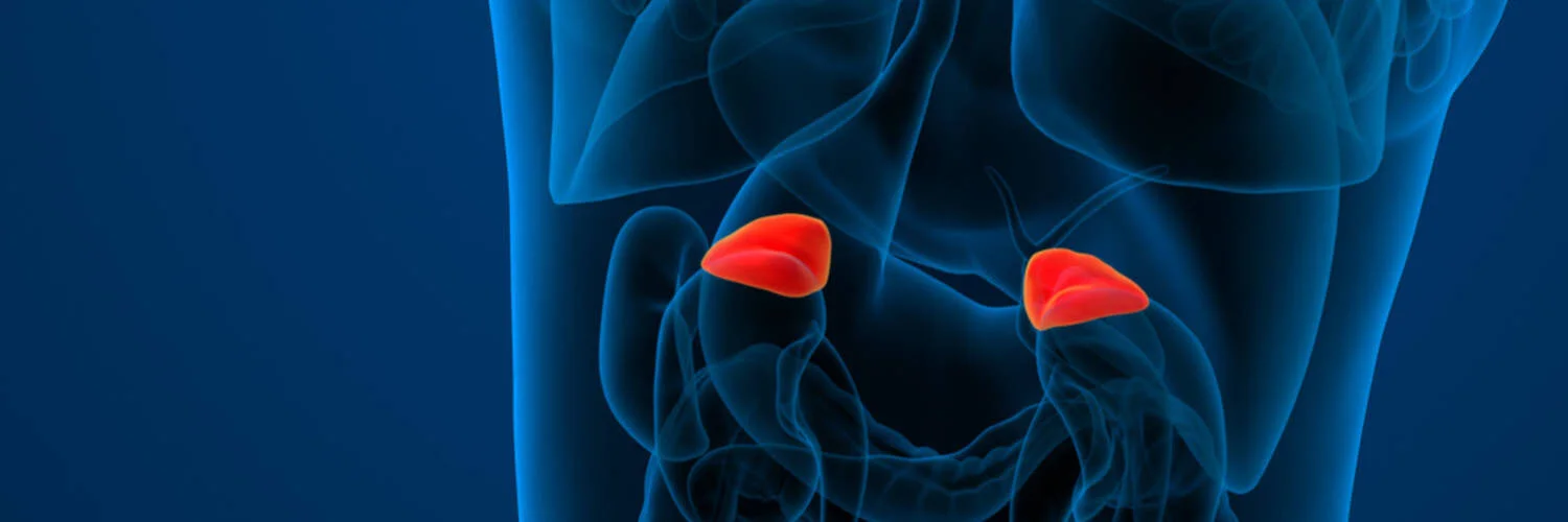 Innenansicht eines Bauches. Die Nebennieren sind rot markiert. {{brizy_dc_image_alt imageSrc=